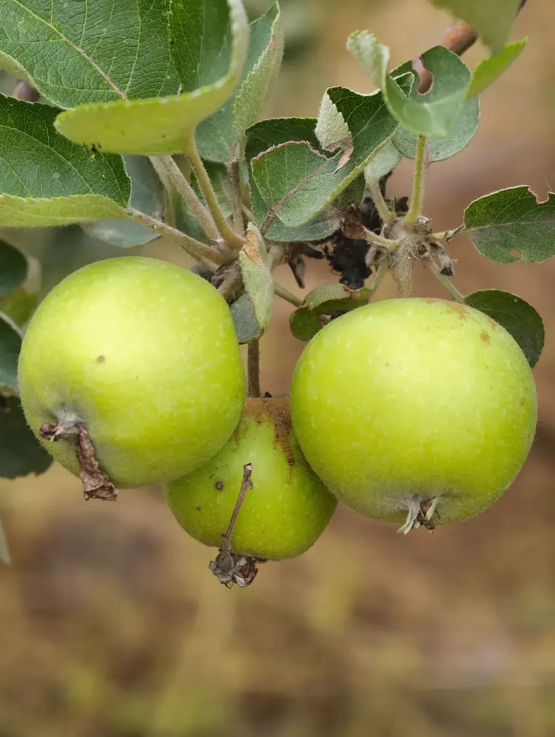 A Quiet Start to the Apple Season