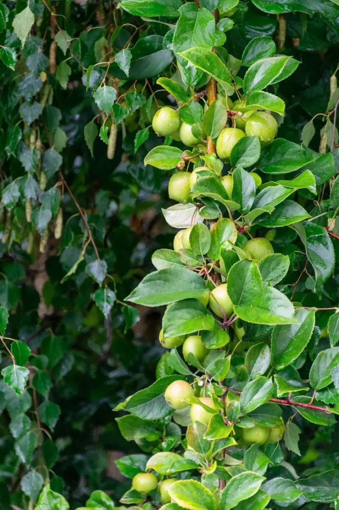 What We Look For When Picking Fruit