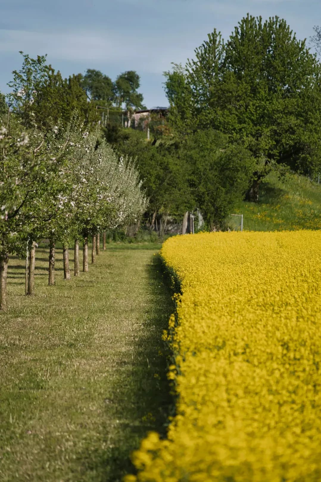 A Few Thoughts on Orchard Weather