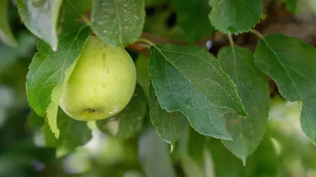Greenhollow Orchard 10