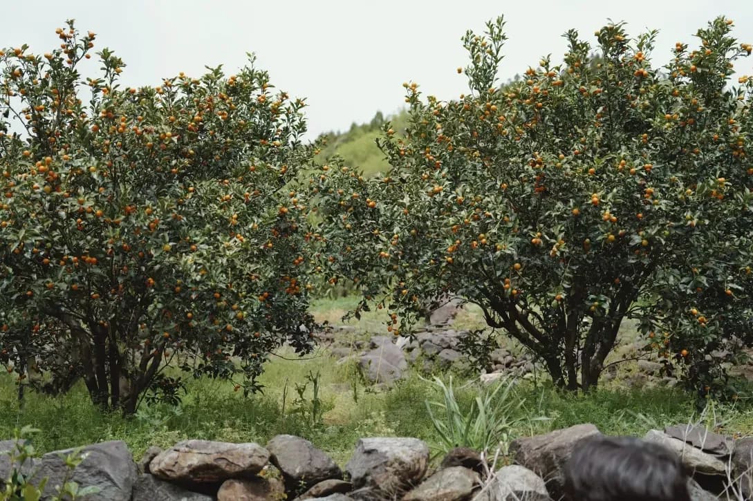 Greenhollow Orchard 11
