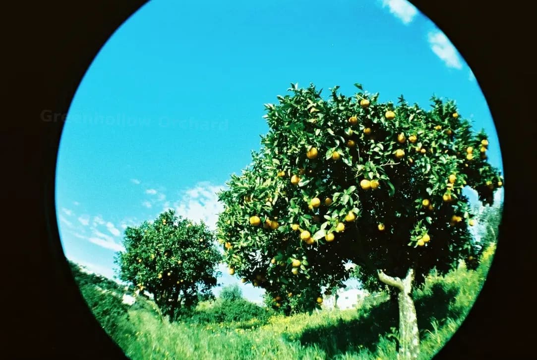 Greenhollow Orchard 14