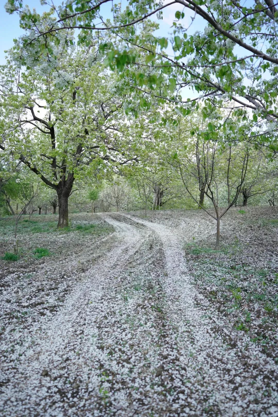 Greenhollow Orchard 3