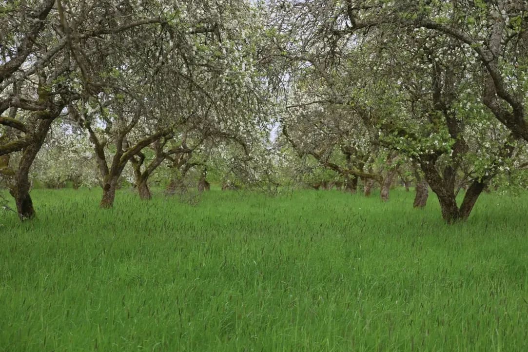 Greenhollow Orchard 4