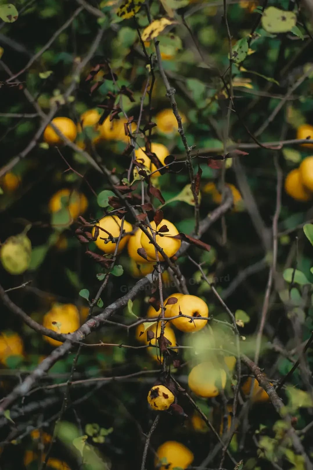 Greenhollow Orchard 6