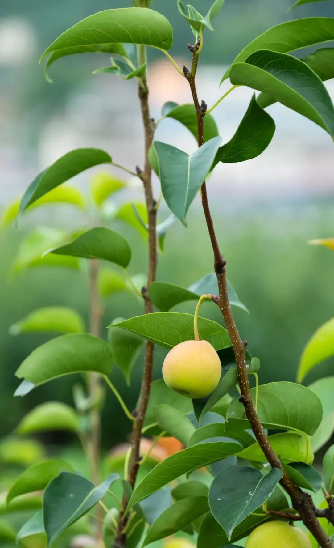 Greenhollow Orchard 8